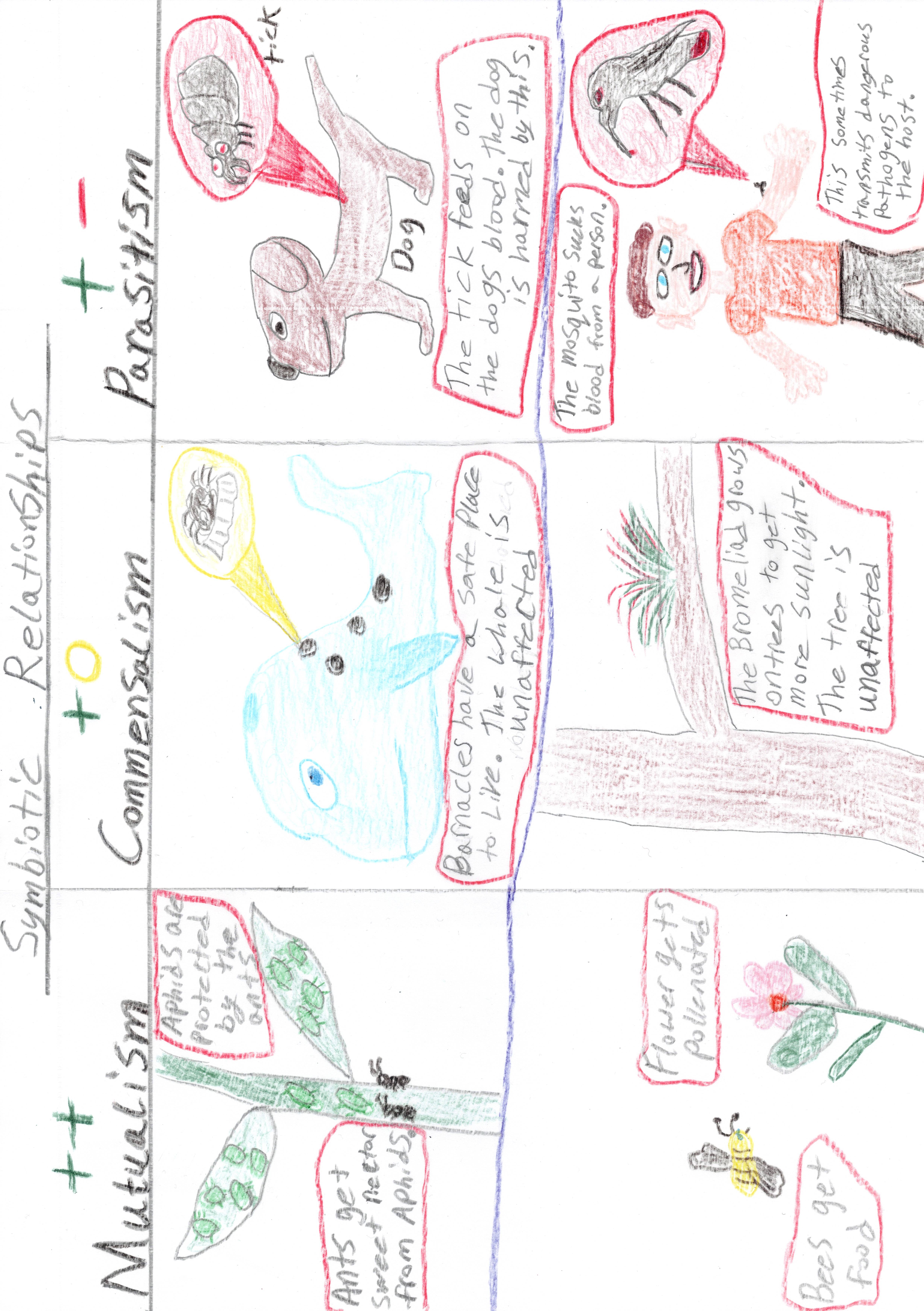 Symbiotic Relationships